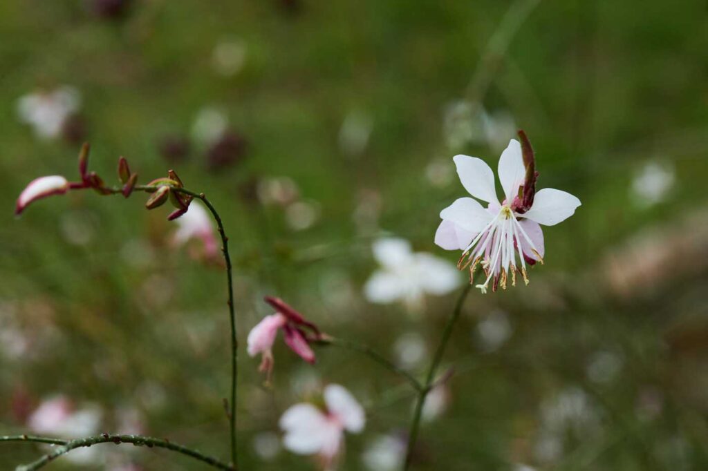 (c) Rupert Pessl, Blüten blühen