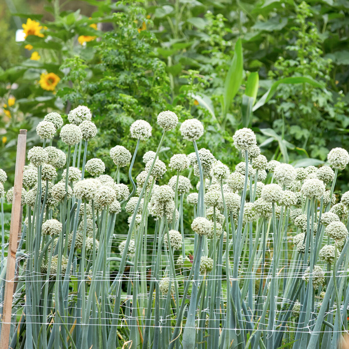 Andrea Heistinger Bio-Garten-Workshop